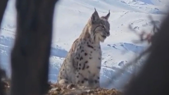 Akdağ'ın eteklerinde vaşak, kurt ve dağ keçisi peş peşe görüldü
