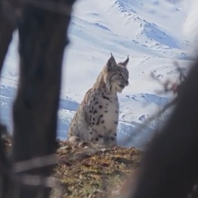 Akdağ'ın eteklerinde vaşak, kurt ve dağ keçisi peş peşe görüldü