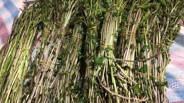 Sarıgöl'de yaban otları paraya dönüştü