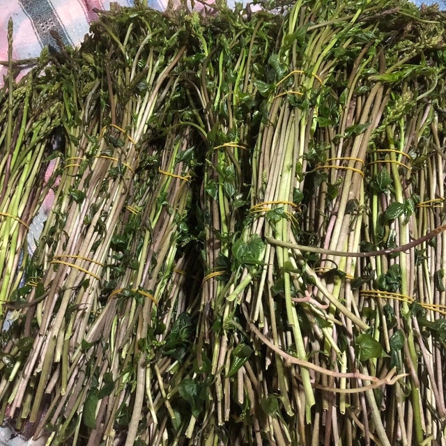 Sarıgöl'de yaban otları paraya dönüştü