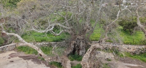 Bodrum'da 2 bin yıllık olduğu tahmin edilen çınar ağacı bulundu