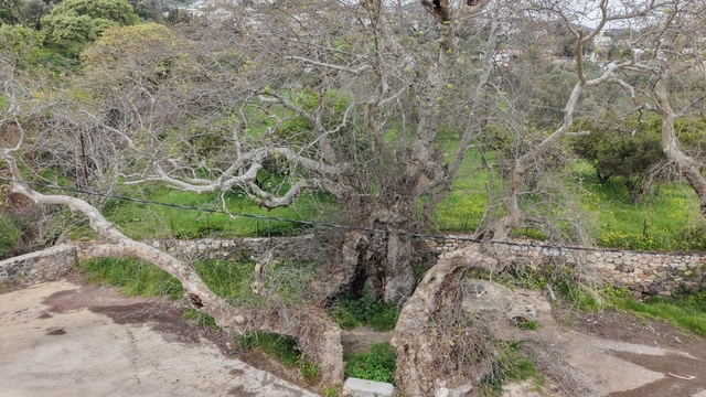 Bodrum'da 2 bin yıllık olduğu tahmin edilen çınar ağacı bulundu