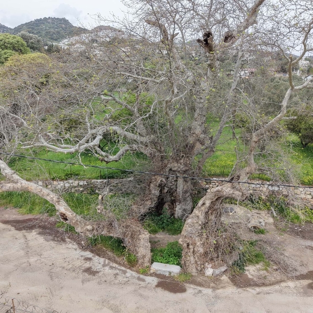 Bodrum'da 2 bin yıllık olduğu tahmin edilen çınar ağacı bulundu