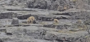 Munzur Vadisi'nde anne ayı ve yavruları görüntülendi