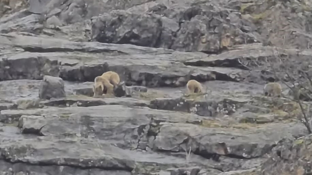 Munzur Vadisi'nde anne ayı ve yavruları görüntülendi