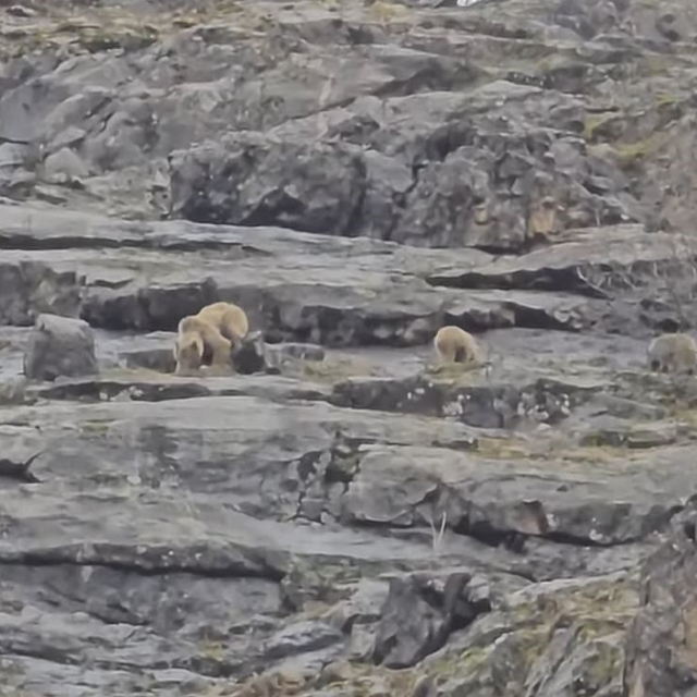 Munzur Vadisi'nde anne ayı ve yavruları görüntülendi