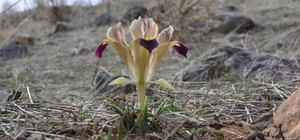 Kayseri'de nevruz çiçekleri açtı