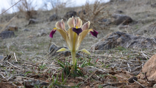 Kayseri'de nevruz çiçekleri açtı