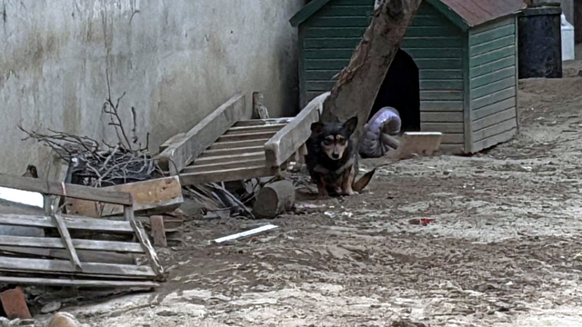 Pitbull'un saldırdığı 'Reis' isimli köpek, ağır yaralandı