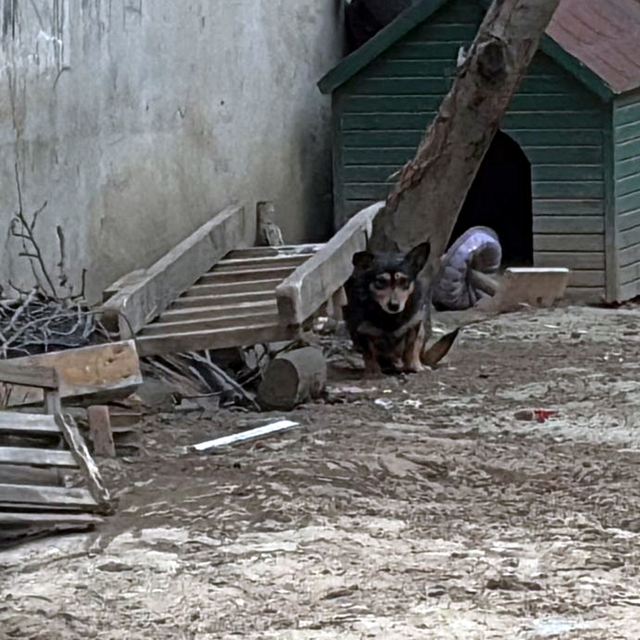 Pitbull'un saldırdığı 'Reis' isimli köpek, ağır yaralandı