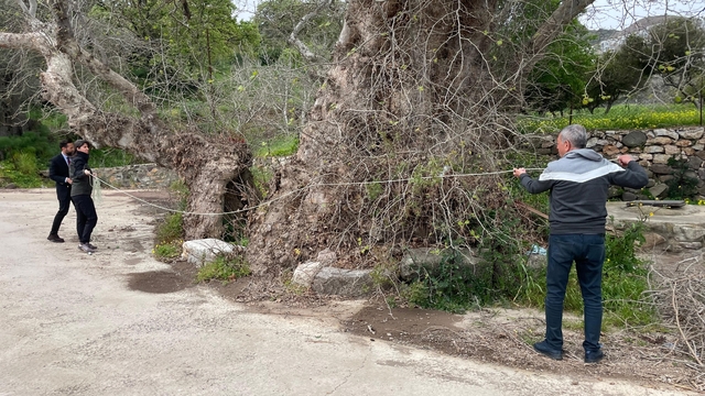 Bodrum'da 2 bin yıllık dev çınar keşfedildi
Anıt ağaç için süreç başladı