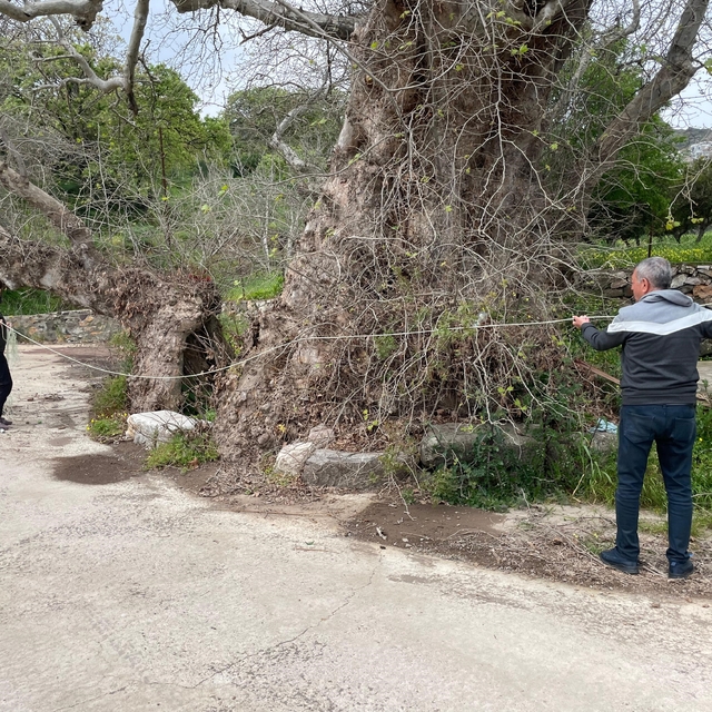 Bodrum'da 2 bin yıllık dev çınar keşfedildi
Anıt ağaç için süreç başladı