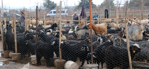 Diyarbakır'da vatandaşlar sofralara bırakacağı eti canlı hayvan pazarından almayı tercih ediyor