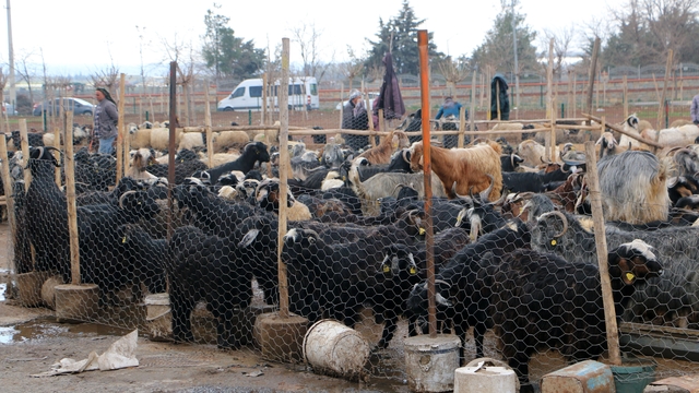 Diyarbakır'da vatandaşlar sofralara bırakacağı eti canlı hayvan pazarından almayı tercih ediyor