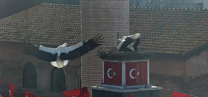 Can ve Canan leylek, 2'nci yıllarında da İznik'teki yuvalarında buluştu