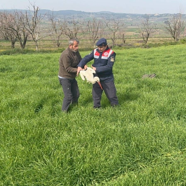 Bilecik'te yaralı leylek yetkililere teslim edildi