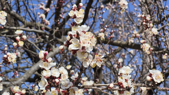 Eskişehir'de baharı müjdeleyen manzara
Çiçek açan kayısı ağaçları hoş görüntü oluşturdu