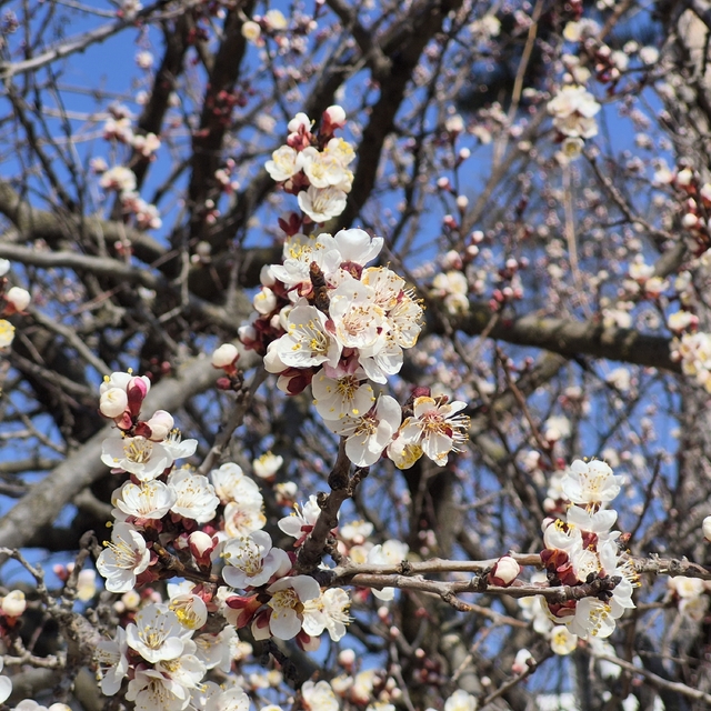 Eskişehir'de baharı müjdeleyen manzara
Çiçek açan kayısı ağaçları hoş görün...