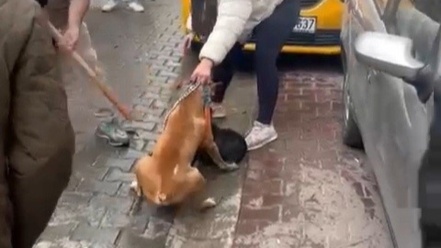 Pitbull saldırısı kameraya yansıdı: Köpek barınağa alındı