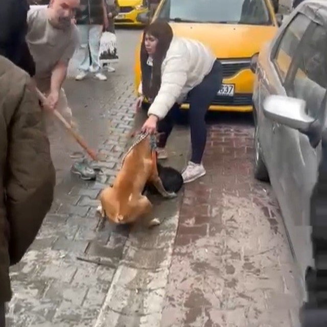 Pitbull saldırısı kameraya yansıdı: Köpek barınağa alındı