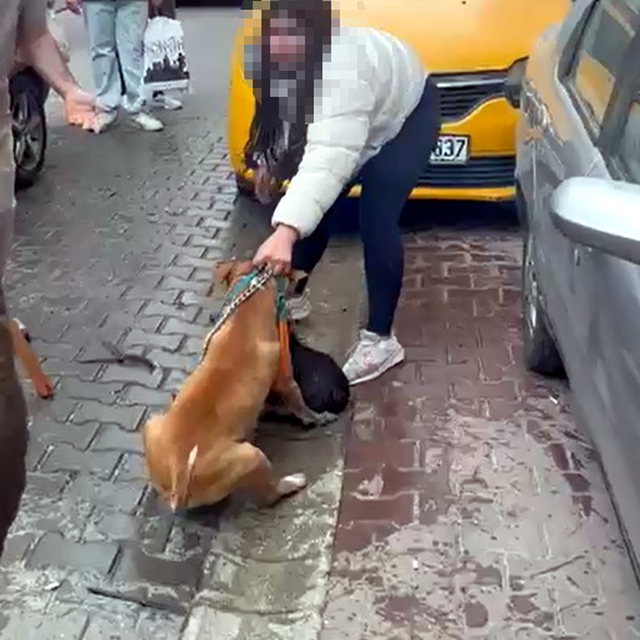 Saldırdığı köpeği ağır yaralayan Pitbull'a el konuldu, sahibine 95 bin lira...