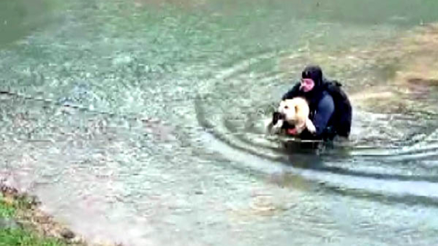 Suyla çevrili alanda mahsur kalan köpeği itfaiye eri kurtardı