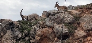 Dağ keçileri sürü halinde görüntülendi