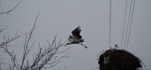 Çorum'da baharın müjdecisi leylekler yuvalarını yeniden şenlendirdi