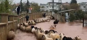Hatay'da kuvvetli yağış günlük yaşamı etkileri: Çoban kuzuları son anda kurtardı