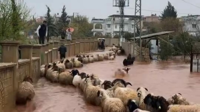 Hatay'da kuvvetli yağış günlük yaşamı etkileri: Çoban kuzuları son anda kurtardı