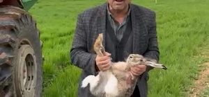 Diyarbakırlı çiftçi, tarlada yakaladığı gebe tavşanı yaşam alanına bıraktı