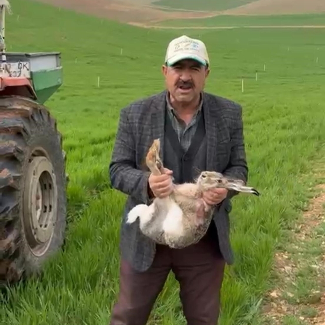 Diyarbakırlı çiftçi, tarlada yakaladığı gebe tavşanı yaşam alanına bıraktı