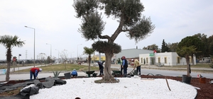 Didim Belediyesi, Didim'e çıkan yolları güzelleştirdi