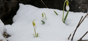 Mart karı kardelenleri yeniden beyaza bürüdü