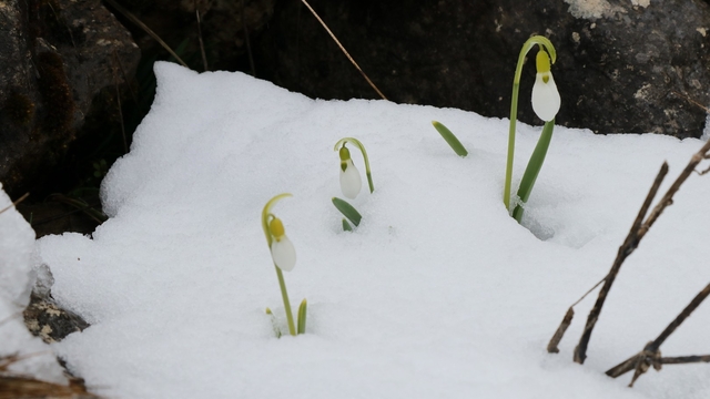 Mart karı kardelenleri yeniden beyaza bürüdü