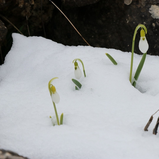 Mart karı kardelenleri yeniden beyaza bürüdü