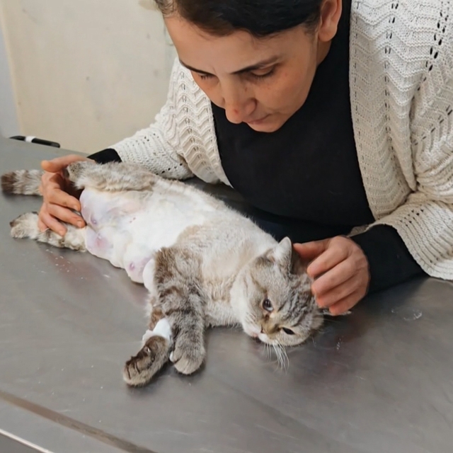 Meme kanseri olan kediden 330 gram tümör temizlendi