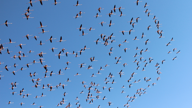 Flamingolar Tuz Gölü'ne gelmeye başladı