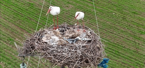 Binlerce kilometre mesafe kateden leylekler yuvalarını Diyarbakır’da kuruyor Dicle Nehri, Etiyopya, Somali ve Afrika’dan gelen leyleklere ev sahipliği yapıyor