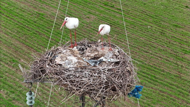Binlerce kilometre mesafe kateden leylekler yuvalarını Diyarbakır'da kuruyor
Dicle Nehri, Etiyopya, Somali ve Afrika'dan gelen leyleklere ev sahipliği yapıyor