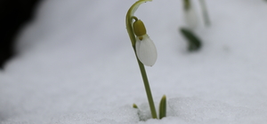 Hadim'de kardelenler açtı