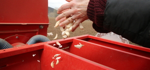 Tokat sarımsağının üretiminin artırılması ve markalaşması için çalışma yürütülüyor