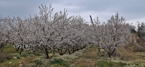 Erken çiçek açan ağaçlar don tehlikesiyle karşı karşıya