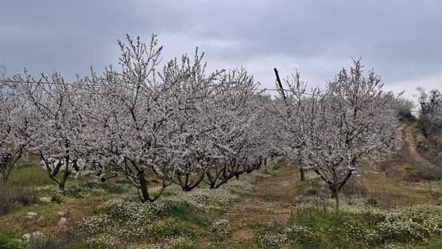 Erken çiçek açan ağaçlar don tehlikesiyle karşı karşıya