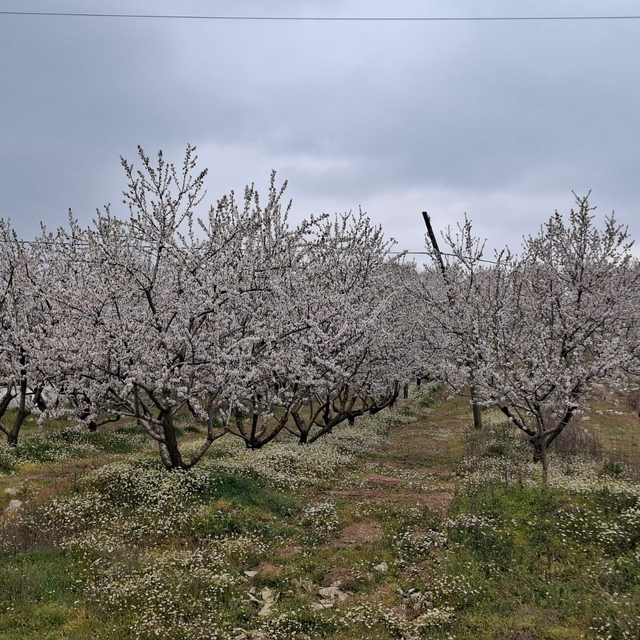 Erken çiçek açan ağaçlar don tehlikesiyle karşı karşıya