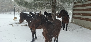 Bayramda Spil’e kar sürprizi Spil Dağı Milli Parkında yoğun kar yağışı nedeniyle yollar kapandı, sıcaklık 10 derece birden düştü
