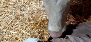 Bayram sabahı doğan buzağıyı görünce türküler söyledi