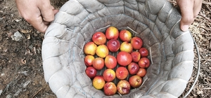 Mersin’de erkenci nektarin hasadı sürüyor; kilosu 500 TL’den alıcı buluyor