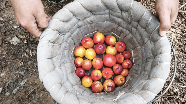 Mersin'de erkenci nektarin hasadı sürüyor; kilosu 500 TL'den alıcı buluyor