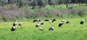 Göç yolculuğunda leyleklerin görsel şöleni